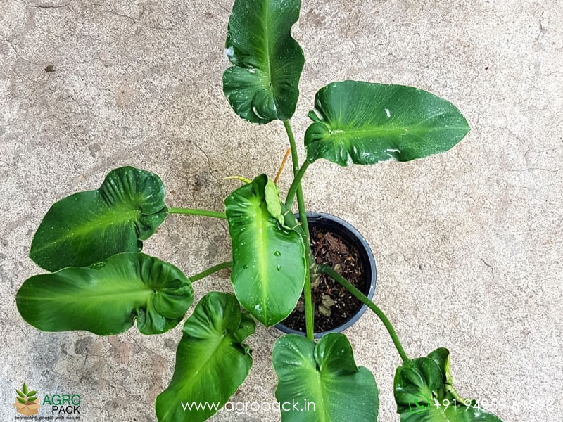 Philodendron-Rugosum1