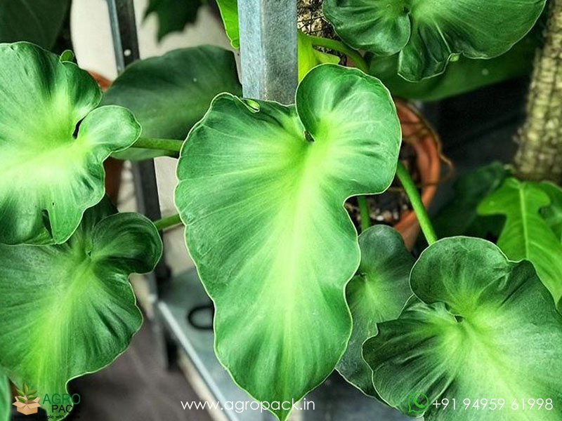 Philodendron-Rugosum3