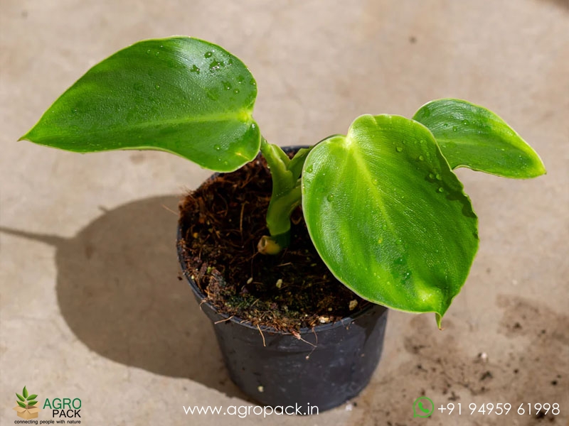 Philodendron-Rugosum6