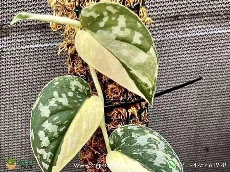 Philodendron-Scindapsus-Mayari-Variegated1