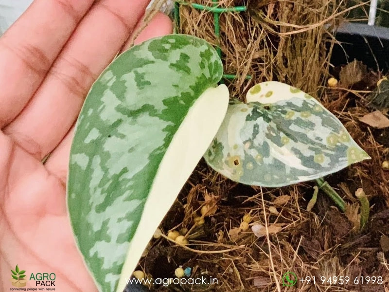 Philodendron-Scindapsus-Mayari-Variegated3
