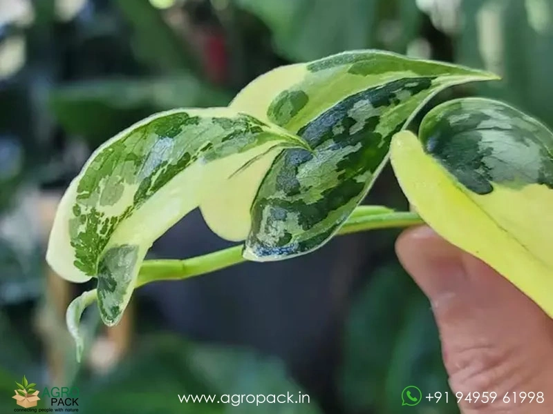 Philodendron-Scindapsus-Mayari-Variegated6