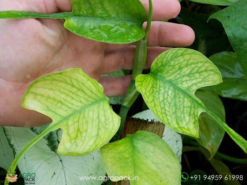 philodendron green leaf Philodendron erubescens 'Green Emerald' – PottedElephant