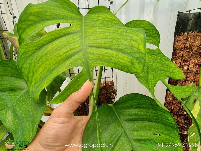 Philodendron Skeleton Key Plant For Sale In India | Online plant nursery