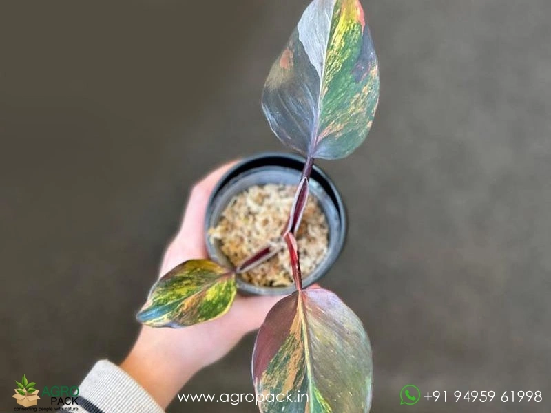 Philodendron-Skittles-White-Knight-Multicolor1