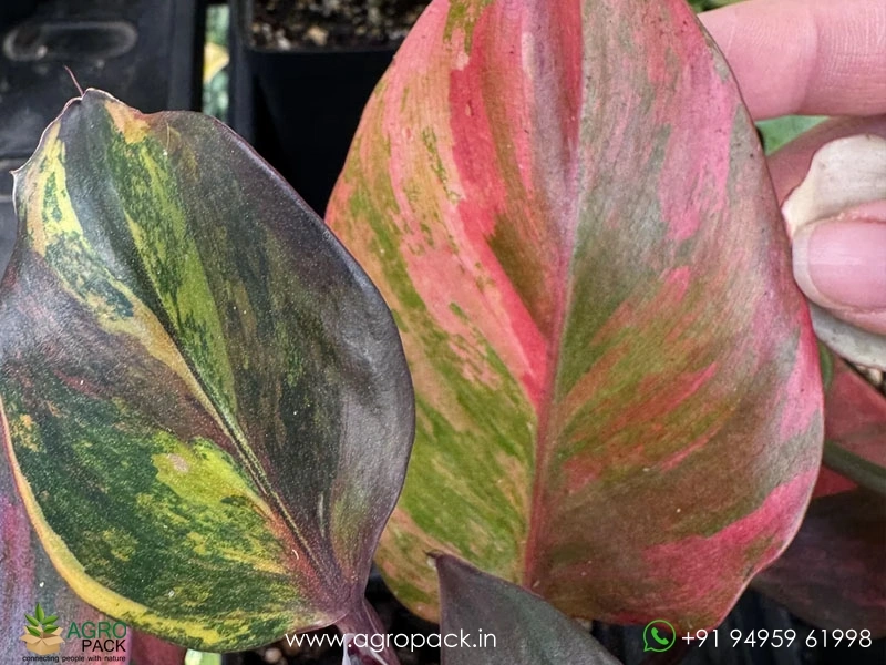 Philodendron-Skittles-White-Knight-Multicolor2