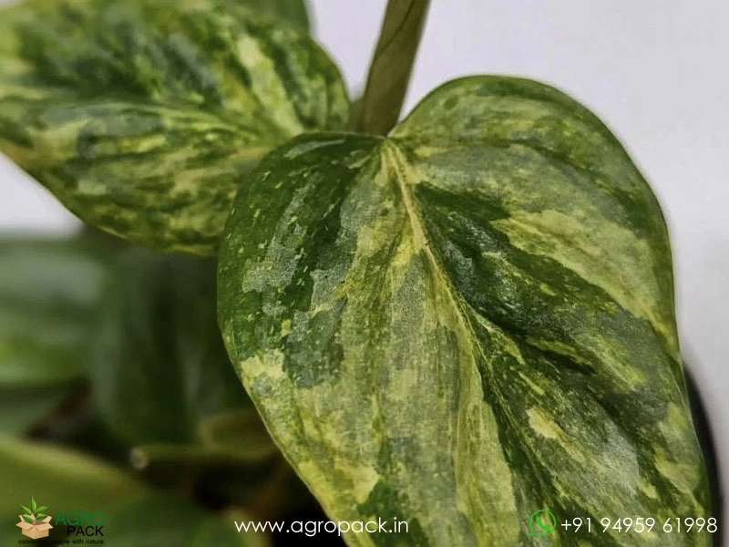 Philodendron-Sodiroi-Variegated2
