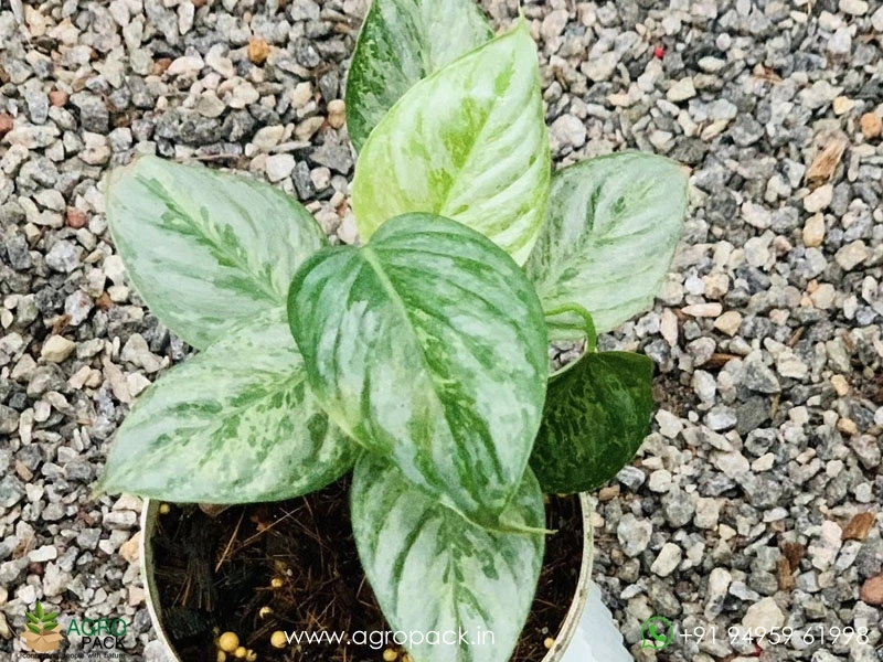 Philodendron-Sodiroi-Variegated3