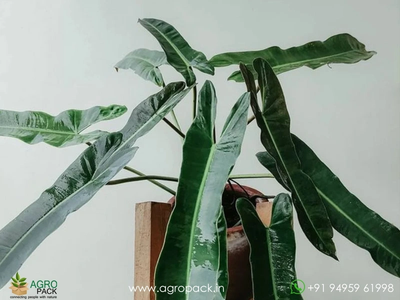 Philodendron-Spiritus-Sancti3