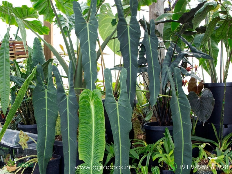 Philodendron-Spiritus-Sancti4