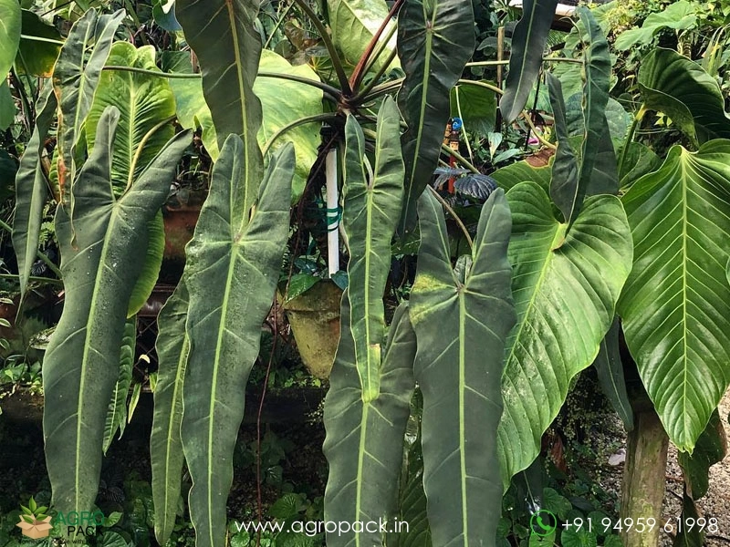 Philodendron-Spiritus-Sancti5