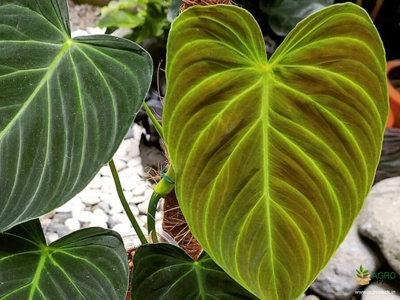 Philodendron Splendid Plant For Sale In India | Online plant nursery