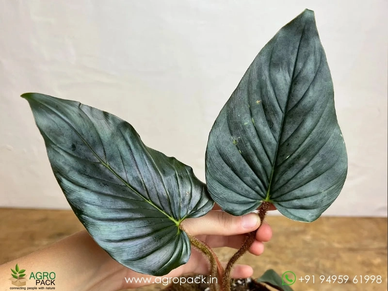 Philodendron Squamicaule Pink Plant For Sale In India | Online plant nursery