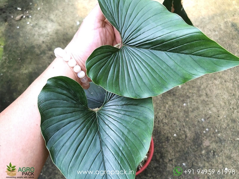Philodendron Squamicaule Pink Plant For Sale In India | Online plant nursery