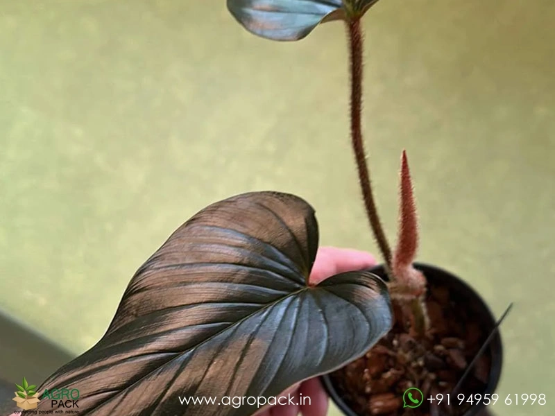 sodiroi philodendron Philodendron Sodiroi main image 0
