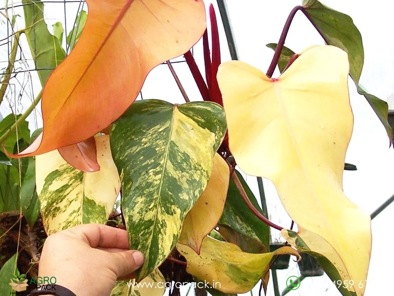Philodendron-Strawberry-Shake3