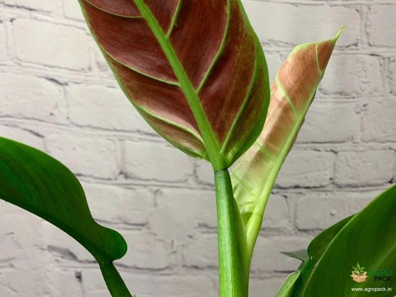 Philodendron-Subhastatum2