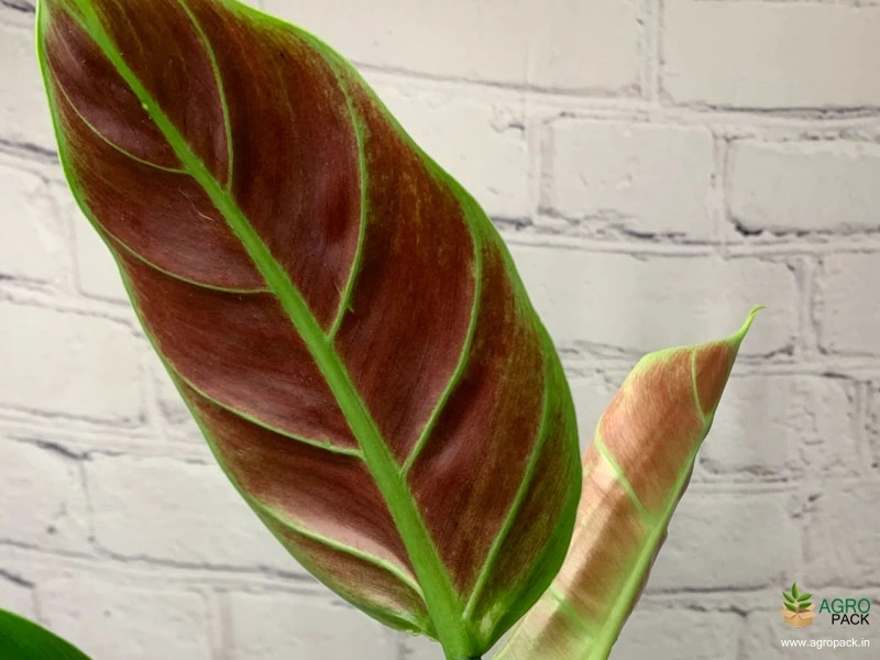 Philodendron-Subhastatum3