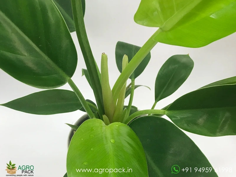 Philodendron-Thai-Congo1