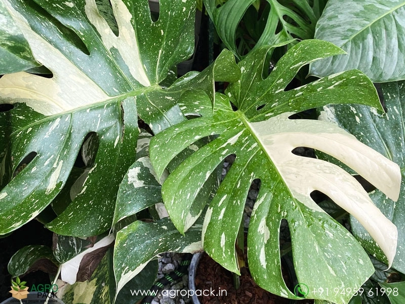 Philodendron Thai Constellation Plant For Sale In India | Online plant  nursery