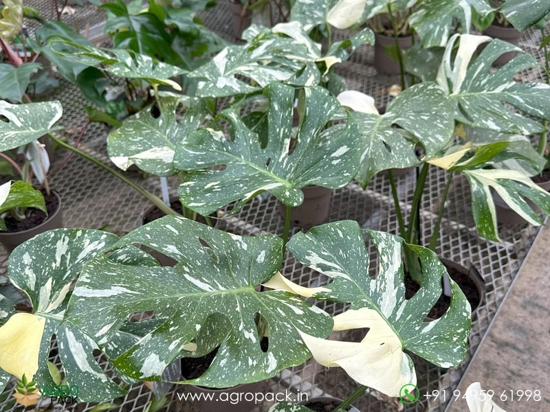 Philodendron Thai Constellation Plant For Sale In India | Online plant  nursery