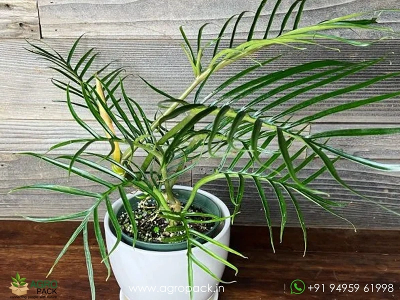 Philodendron-Tortum-Wild1