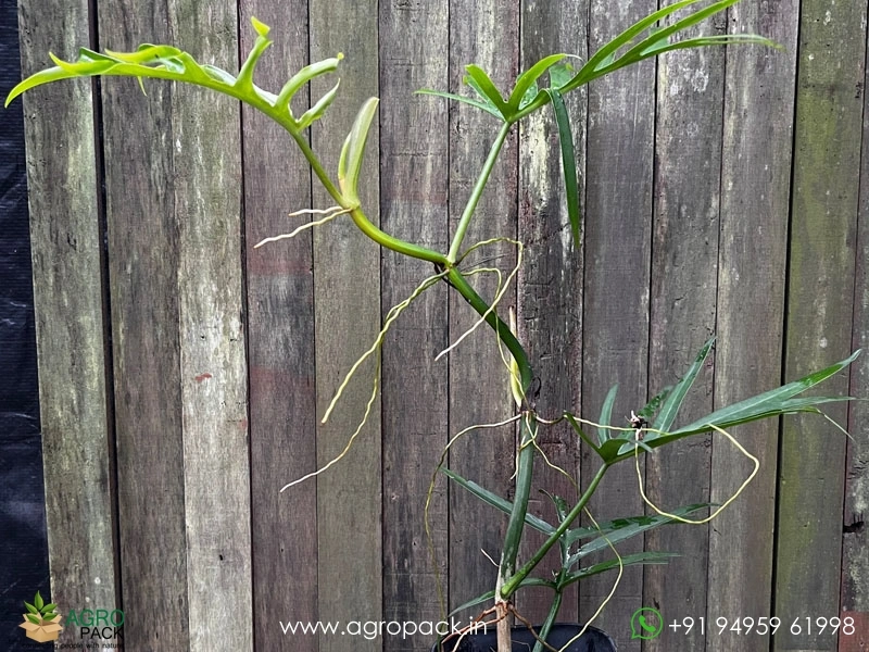 Philodendron-Tortum-Wild2