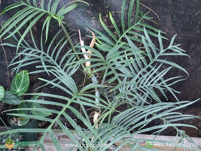 Philodendron-Tortum-Wild3