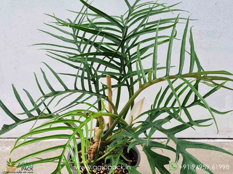 Philodendron-Tortum-Wild4