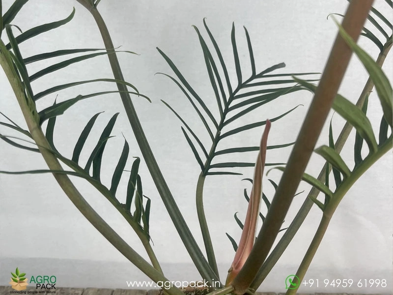 Philodendron-Tortum-Wild5