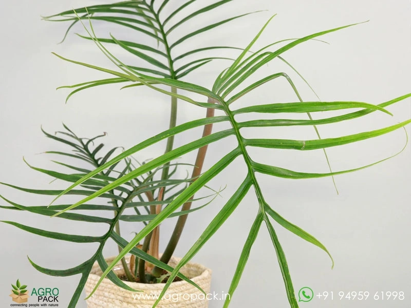 Philodendron-Tortum-Wild6
