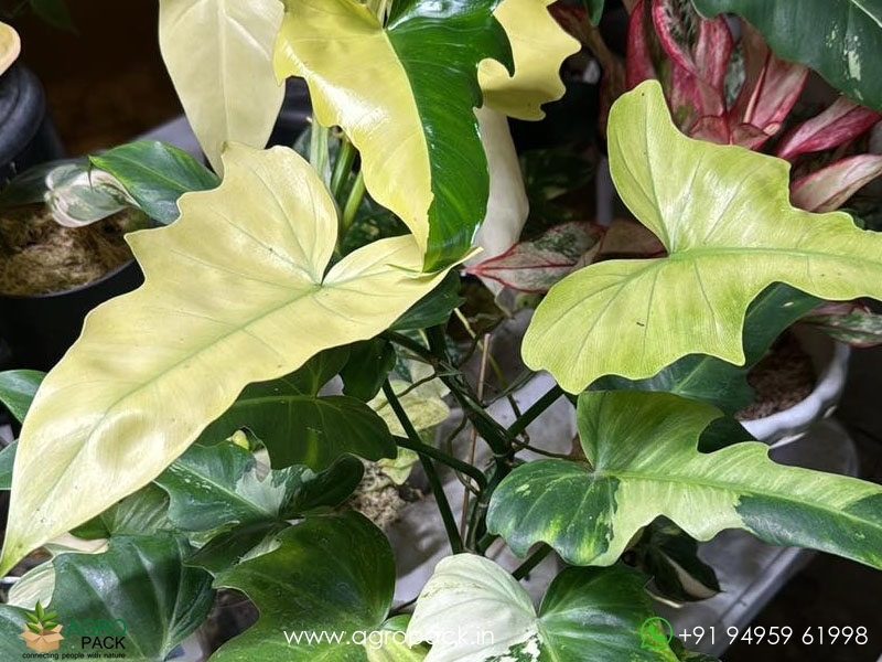 Philodendron-Variegated-Golden-Dragon-Mint1