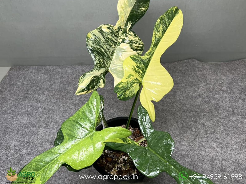 Philodendron-Violin-Variegated1