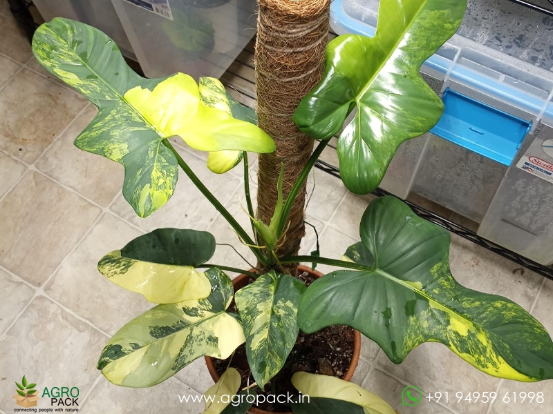 Philodendron-Violin-Variegated2