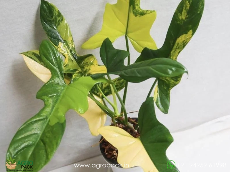 Philodendron-Violin-Variegated3