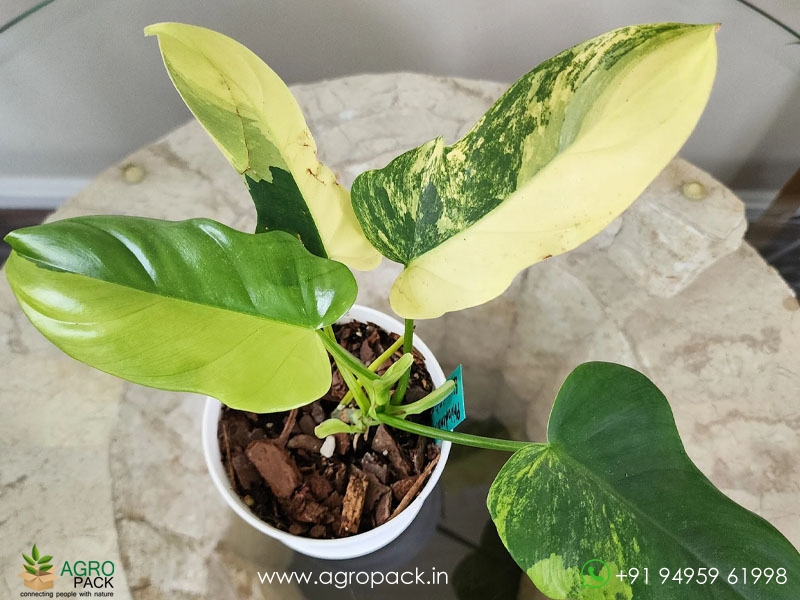 Philodendron-Violin-Variegated4