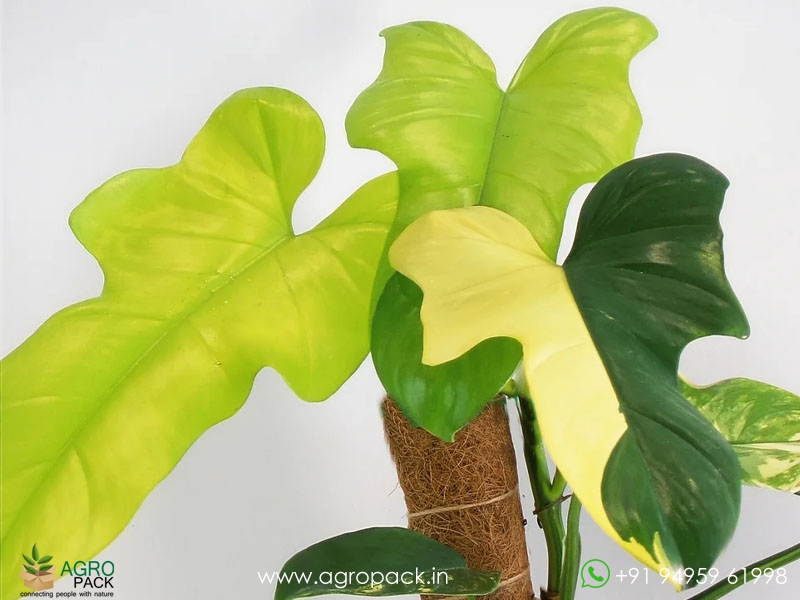 Philodendron-Violin-Variegated5