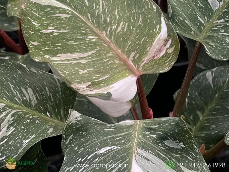 Philodendron-White-Knight-Marble1