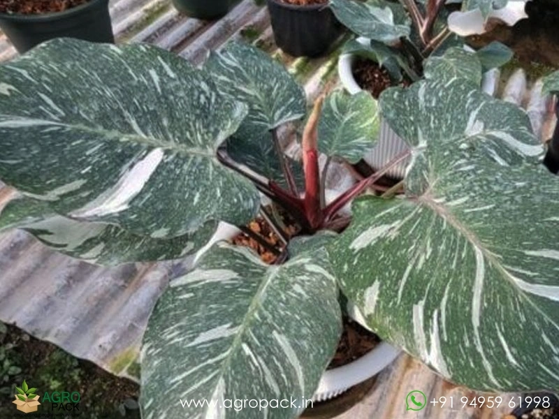 Philodendron-White-Knight-Marble2