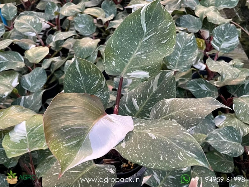 Philodendron-White-Knight-Marble3