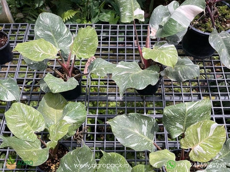 Philodendron-White-Knight-Marble4