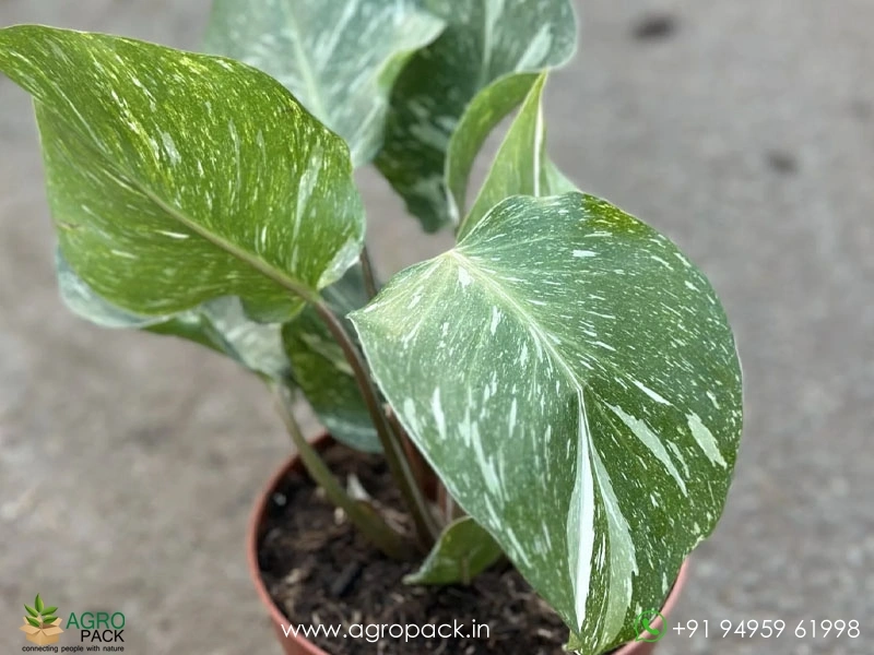 Philodendron-White-Knight-Marble6