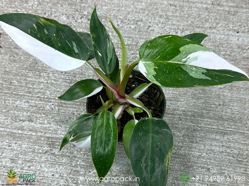 Philodendron-White-Princess1