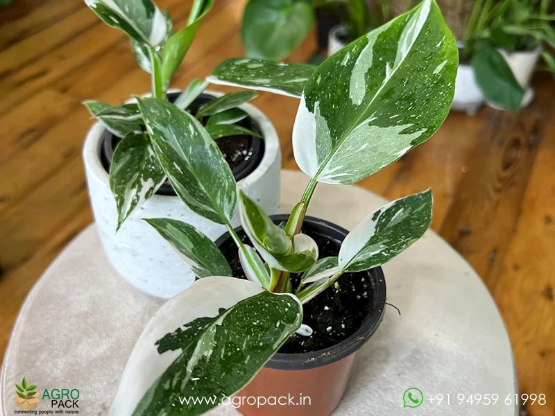 Philodendron-White-Princess2