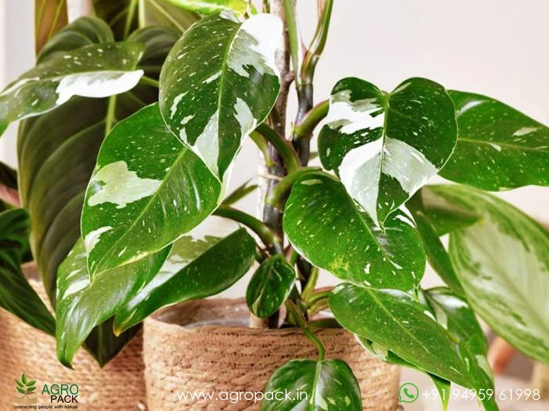 Philodendron-White-Princess3
