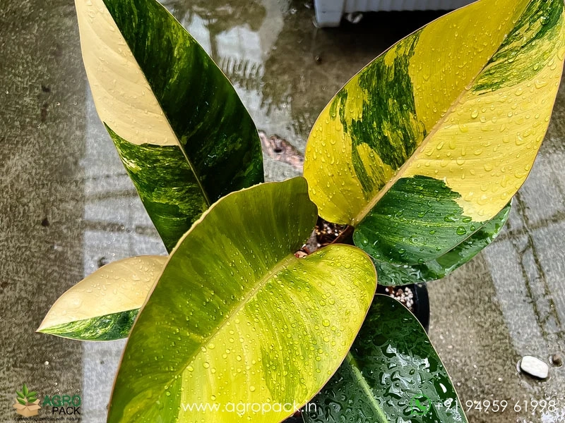 Philodendron-Yellow-Congo-Variegated1