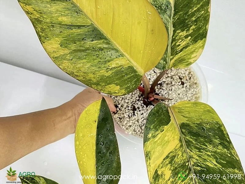 Philodendron-Yellow-Congo-Variegated2