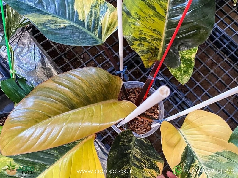 Philodendron-Yellow-Congo-Variegated3