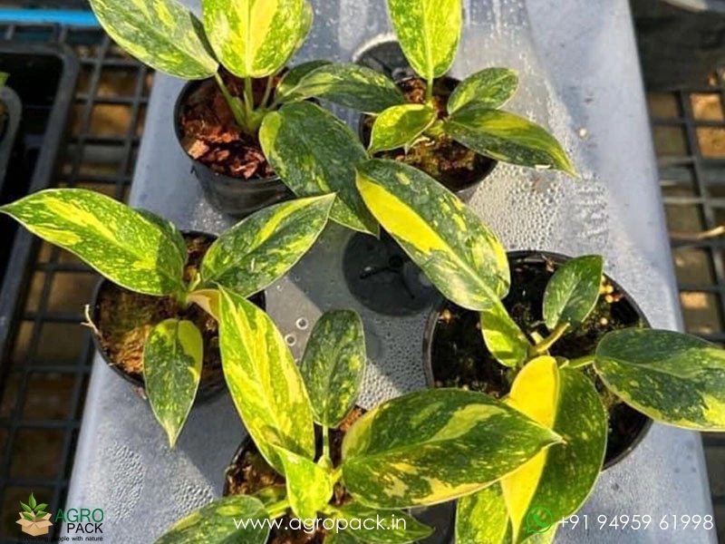 Philodendron-Yellow-Congo-Variegated4