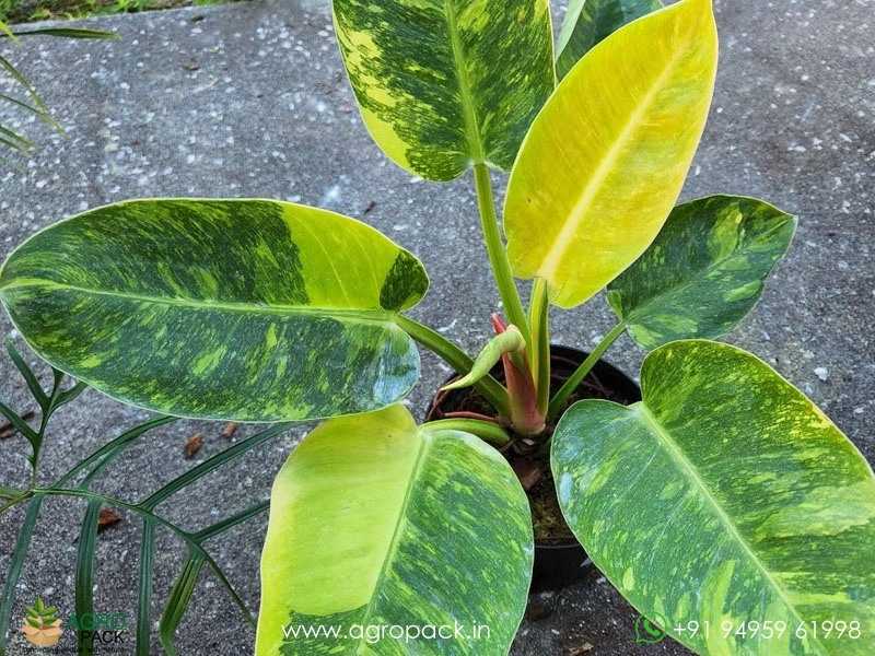 Philodendron-Yellow-Congo-Variegated5